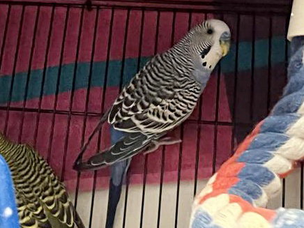 BLUE - Parakeet - Other available for adoption