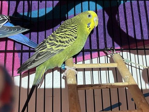 VIC - Parakeet - Other available for adoption