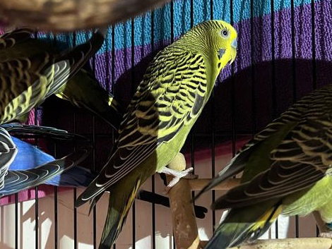 VINCENT - Parakeet - Other available for adoption