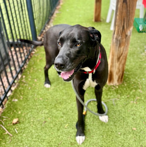 CASEY - Labrador Retriever / Great Dane available for adoption