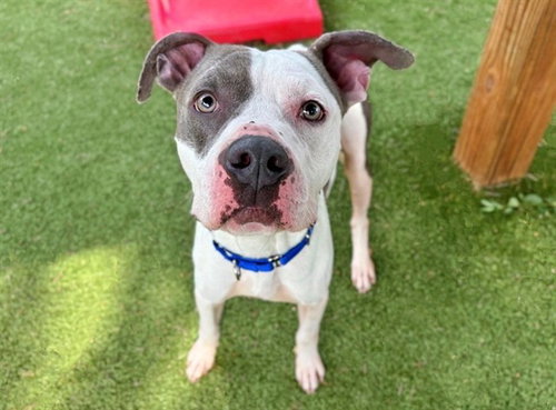 KING, an adoptable American Bulldog in St. Louis, MO