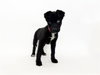 TINY TIM - Photo 1