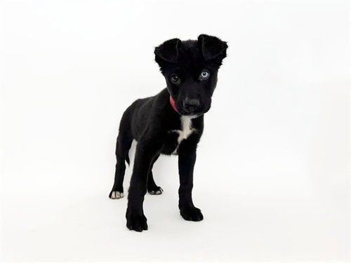 TINY TIM - Terrier available for adoption