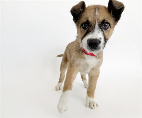 TITAN - Terrier available for adoption
