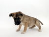 TREVOR - Photo 1