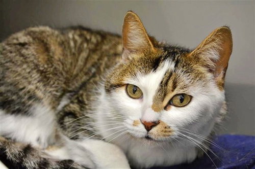 PRIMROSE, an adoptable Domestic Medium Hair in St. Louis, MO