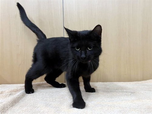 SHELLEY - Domestic Short Hair available for adoption