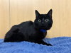 ONYX - Photo 1