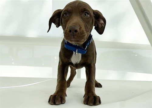 ELIZABETH, an adoptable Terrier in St. Louis, MO