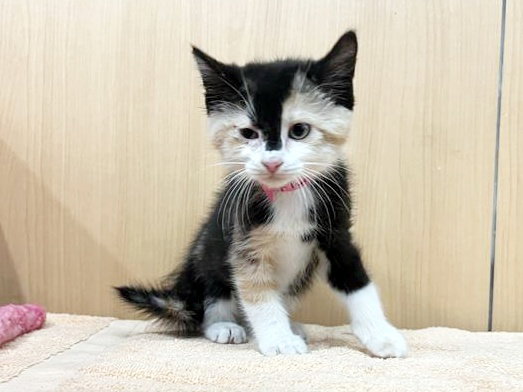 FLUFFY Image