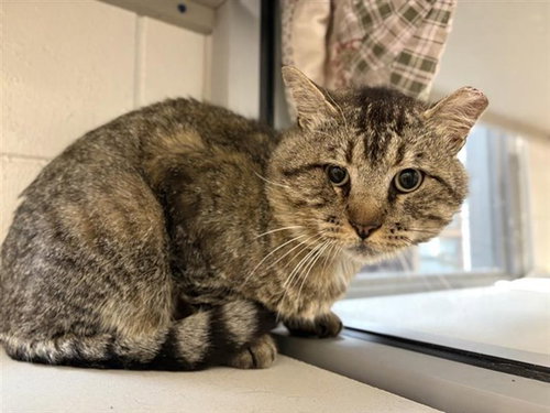 TOMTOM - Domestic Short Hair available for adoption
