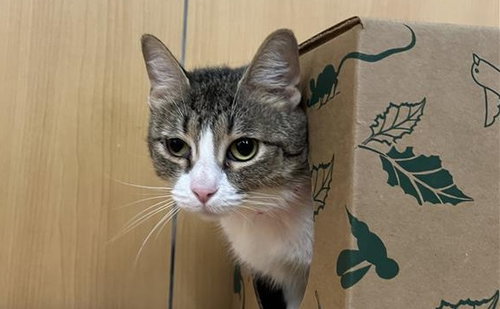 VIOLET - Domestic Short Hair available for adoption