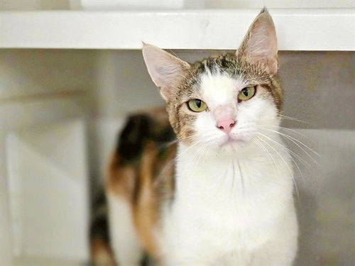 SALLY, an adoptable Domestic Short Hair in St. Louis, MO
