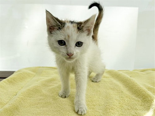 MIMI, an adoptable Domestic Short Hair in St. Louis, MO