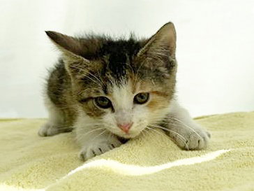 MOMO, an adoptable Domestic Short Hair in St. Louis, MO