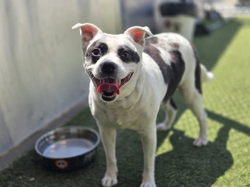 BANDIT, an adoptable Terrier in St. Louis, MO