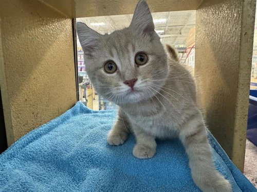 SAMMY - Domestic Short Hair available for adoption