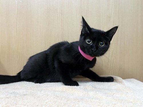 GUPPY, an adoptable Domestic Short Hair in St. Louis, MO