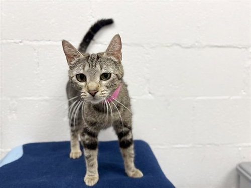 RASPBERRY - Domestic Short Hair available for adoption
