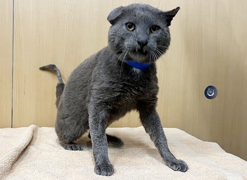 WINDSOR, an adoptable Domestic Short Hair in St. Louis, MO