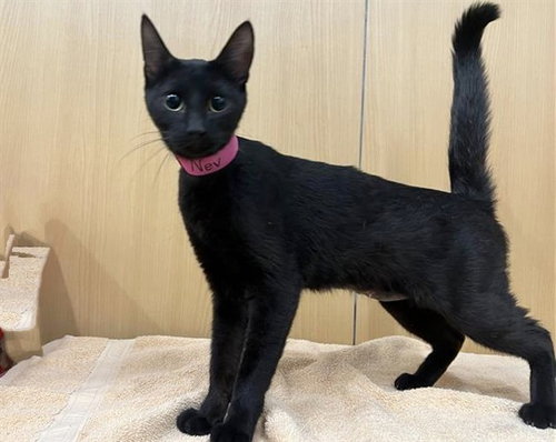 NEV, an adoptable Domestic Short Hair in St. Louis, MO