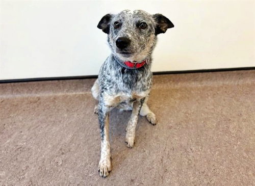 MARY KATE - Australian Cattle Dog/Blue Heeler available for adoption