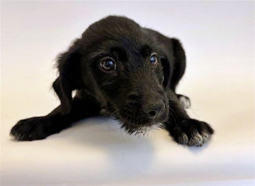 BLOSSOM - Terrier available for adoption