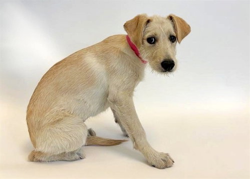 DAISY - Terrier available for adoption