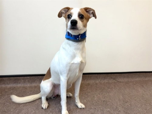 MAX - Terrier available for adoption