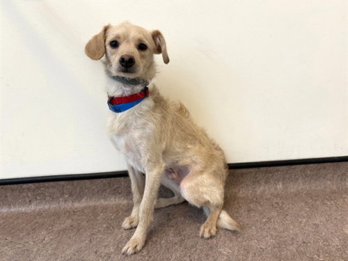 TEDDY - Terrier available for adoption