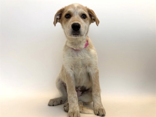ARYA - Terrier available for adoption