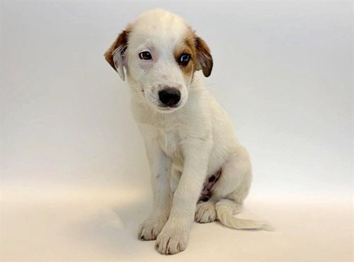 ATLAS - Terrier available for adoption