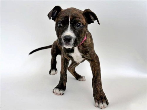 AUGUST - Terrier available for adoption