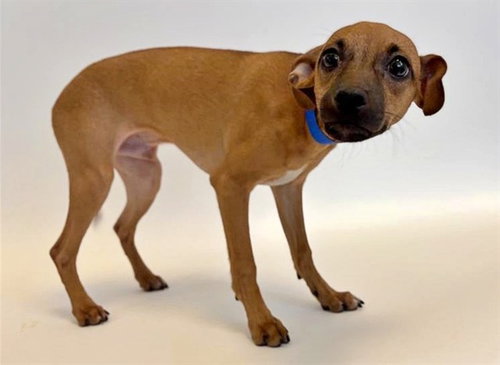 JACK - Terrier available for adoption
