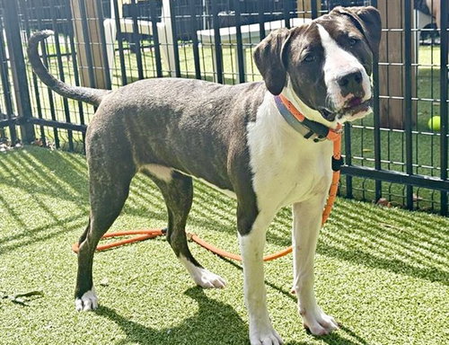JAZZY - Pit Bull Terrier available for adoption