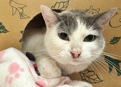 ROCKY ROAD, an adoptable Domestic Short Hair in St. Louis, MO