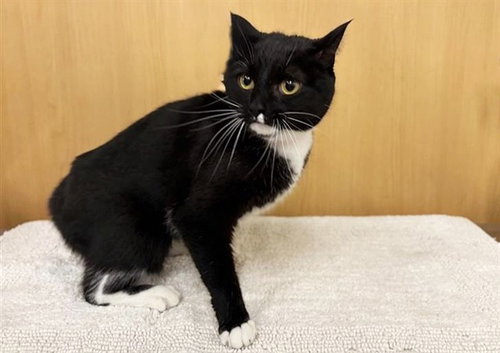 SMALLS, an adoptable Domestic Medium Hair in St. Louis, MO