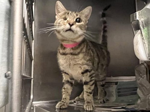 ESTES, an adoptable Domestic Medium Hair in St. Louis, MO
