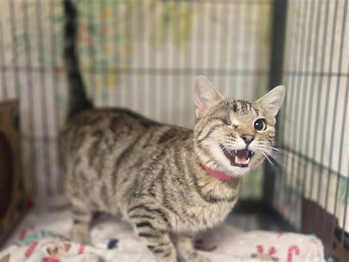 ESTES, Adult Domestic Medium Hair (medium coat), cat for adoption in Chesterfield, Missouri