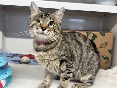 ESTES, Adult Domestic Medium Hair (medium coat), cat for adoption in Belleville, Illinois