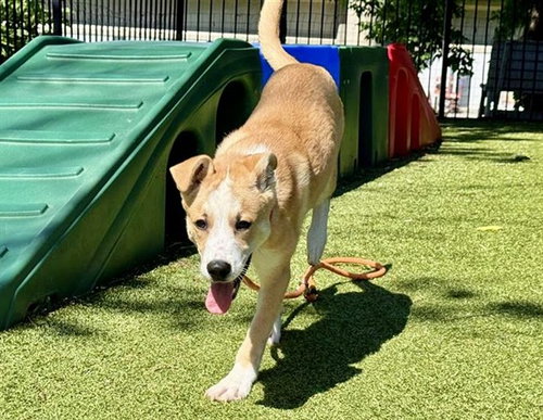 SUKI, an adoptable Terrier in St. Louis, MO