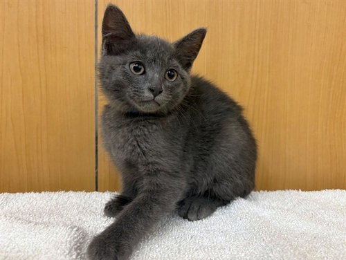 OSTRICH, an adoptable Domestic Medium Hair in St. Louis, MO
