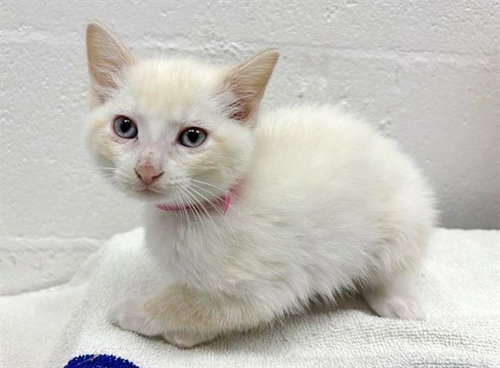 PIP, an adoptable Siamese in St. Louis, MO