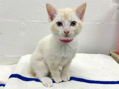 BEAN, an adoptable Siamese in St. Louis, MO