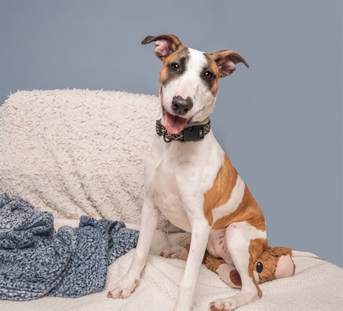 GLORIA, an adoptable Terrier in St. Louis, MO