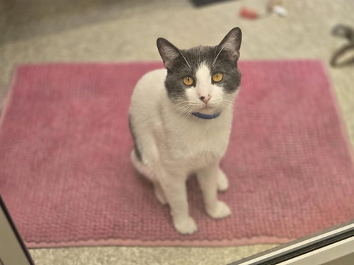 SYLVESTER, Adult Domestic Short Hair (medium coat), cat for adoption in Belleville, Illinois