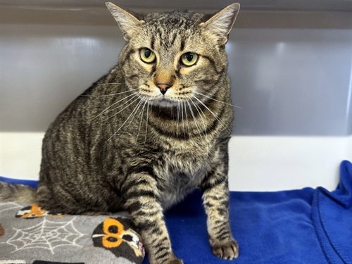 LEO, Senior Domestic Short Hair (medium coat), cat for adoption in O'Fallon, Missouri