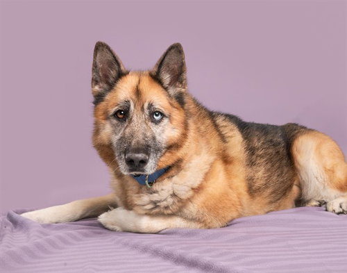 MONTANA, an adoptable German Shepherd Dog in St. Louis, MO