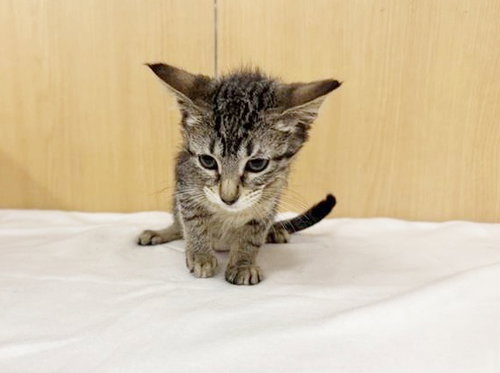 NOVA
