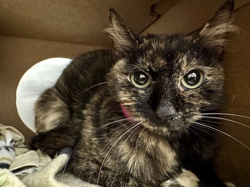 EMILY, Adult Domestic Short Hair (medium coat), cat for adoption in Chesterfield, Missouri